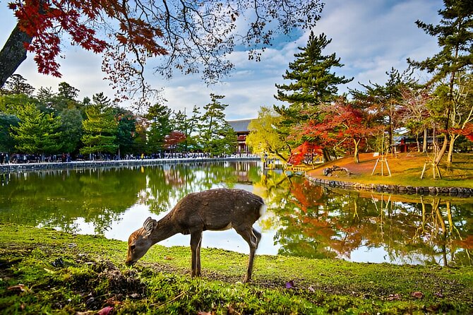 3 Days Private Osaka Kyoto and Nara Tour With English Driver - How to plan your days so you feel good at the end