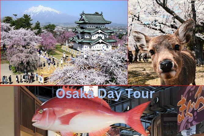 Amanohashidate & Ine Boathouse Full-Day Tour from Kyoto or Osaka - Guide quality: the human factor you can feel