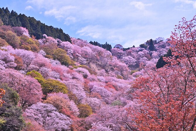 Cherry Blossom Buddha and Mt.Yoshino with Strawberry Picking Tour - Mount Yoshino for Senbonzakura viewpoints: how to make the most of 2 hours