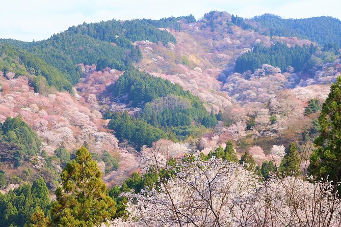 Cherry Blossom Buddha and Mt.Yoshino with Strawberry Picking Tour - Lunch in the middle: boxed bento with kakinohazushi