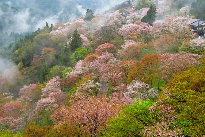 Cherry Blossom Buddha and Mt.Yoshino with Strawberry Picking Tour - Price and value: why it can make sense at $114 per person
