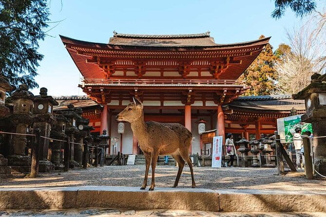Exclusive Luxury Day Tours Serene Nara - Key things you’ll notice on the Serene Nara day