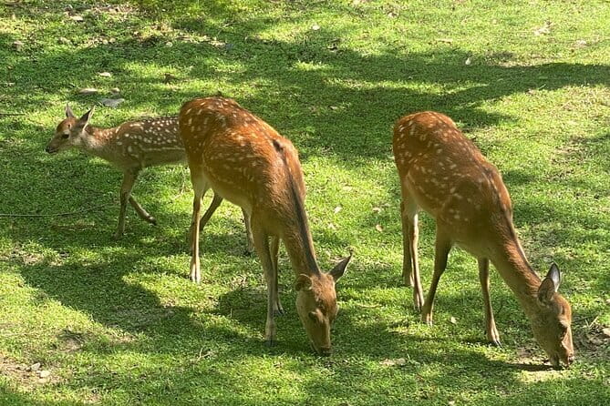 Exclusive Luxury Day Tours Serene Nara - Private tour style that keeps your schedule usable