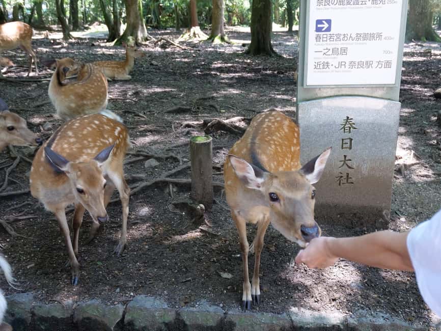 From Kyoto or Osaka: Kyoto Highlights & Nara Park Day Trip - The $69 value: what you get and what you still pay for
