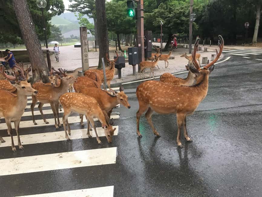 From Kyoto or Osaka: Kyoto Highlights & Nara Park Day Trip - How the Kyoto and Nara day fits into 10 hours