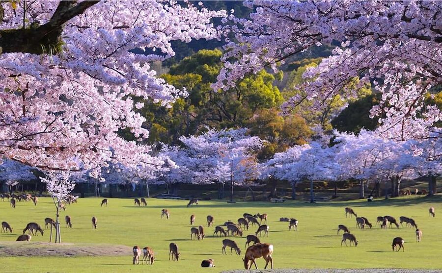From Kyoto or Osaka: Kyoto Highlights & Nara Park Day Trip - Gion streets and Yasaka Shrine, plus optional kimono photos