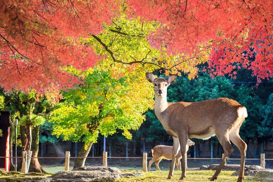 From Osaka: 10-hour Private Customized Tour to Nara - Price and Logistics: When $651 Per Group Feels Like Smart Value