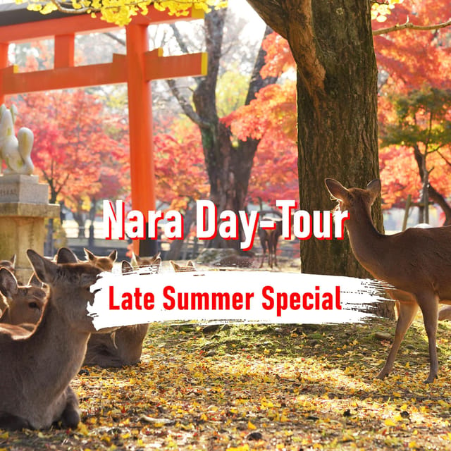 From Osaka: 10-hour Private Customized Tour to Nara - Nara Park and Todai-ji: Deer, Daibutsu-den, and a Big First Impression