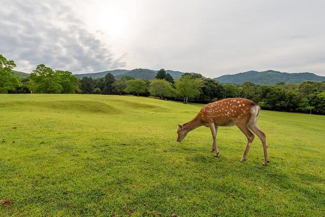 From Osaka/Kyoto: Kyoto & Nara Day Trip with Optional Lunch - Kyoto and Nara in one ride, and what you really save