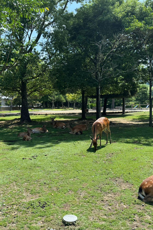 From Osaka/Kyoto: Nara One Day Private Tour - Nara Park deer and Todai-ji: the two anchors of the day