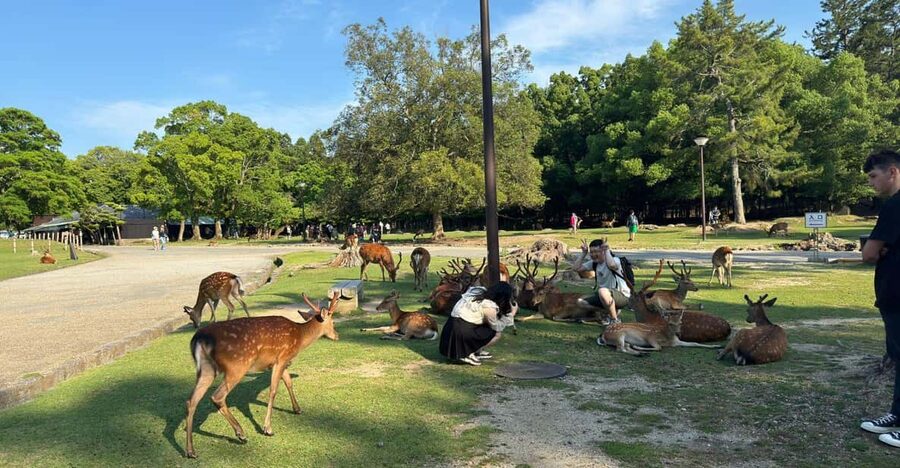 From Osaka/Kyoto: Nara One Day Private Tour - Optional Nara National Museum: for the art and history crowd