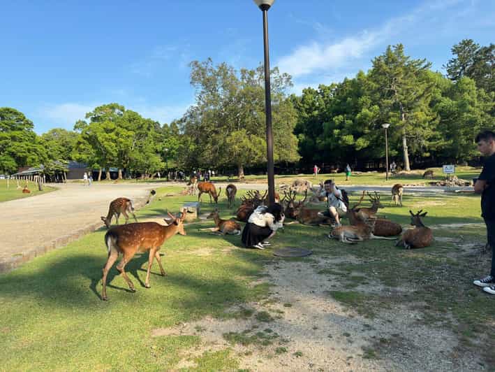 From Osaka/Kyoto: Nara One Day Private Tour - Starting in Osaka or Kyoto: the real time-saver