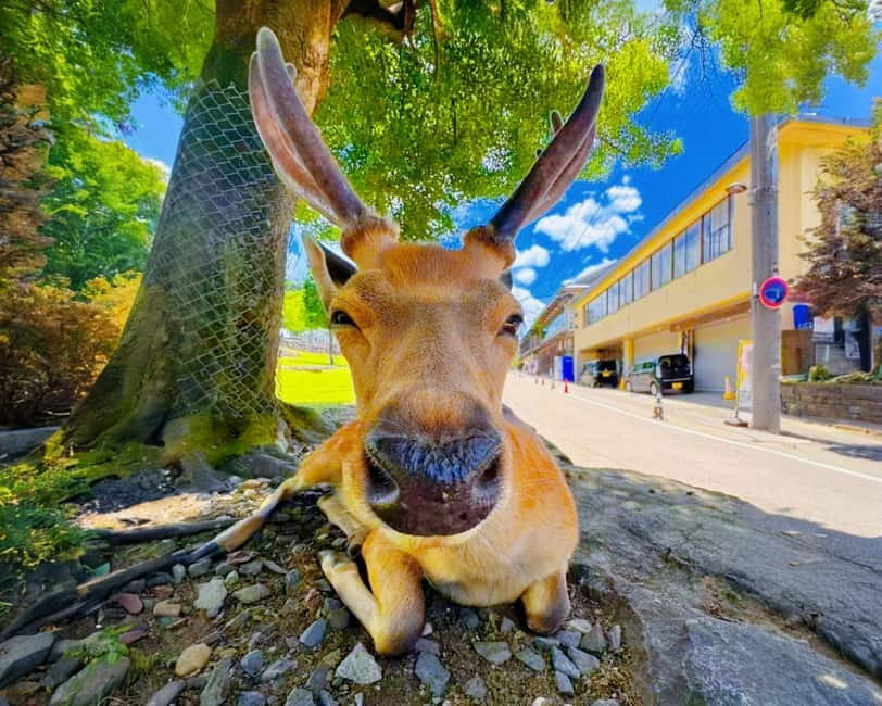 From Osaka: Nara Deer & Kyoto Kiyomizudera Sightseeing Tour - Driver-Guided Format: Fast Stops With Basic Intro, Not Full Commentary