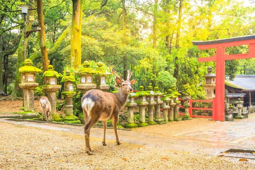 From Osaka: Nara Deer & Kyoto Kiyomizudera Sightseeing Tour - Old Streets and Kyoto Walking Loop: Sannenzaka, Ninenzaka, Hanamikoji, and Gion