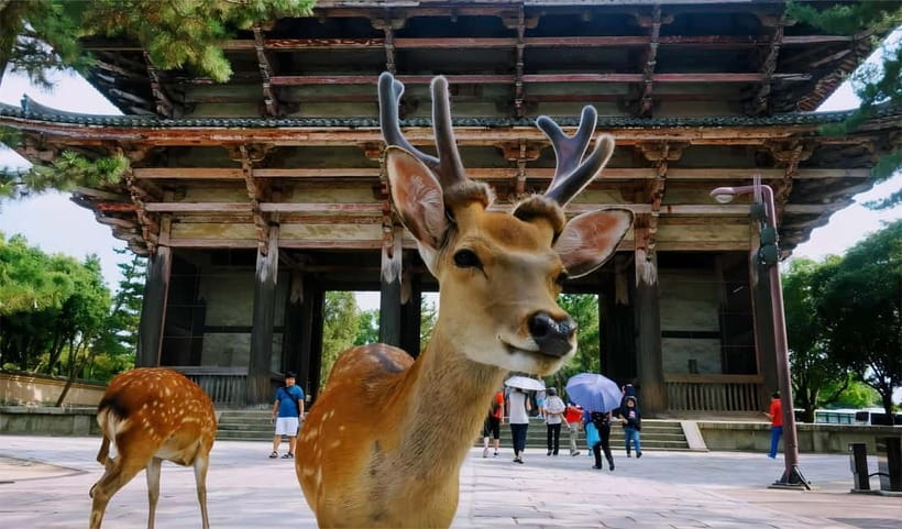 From Osaka: Nara Deer & Kyoto Kiyomizudera Sightseeing Tour - Yasaka Shrine Finish: A Calm Close Before Osaka Shopping