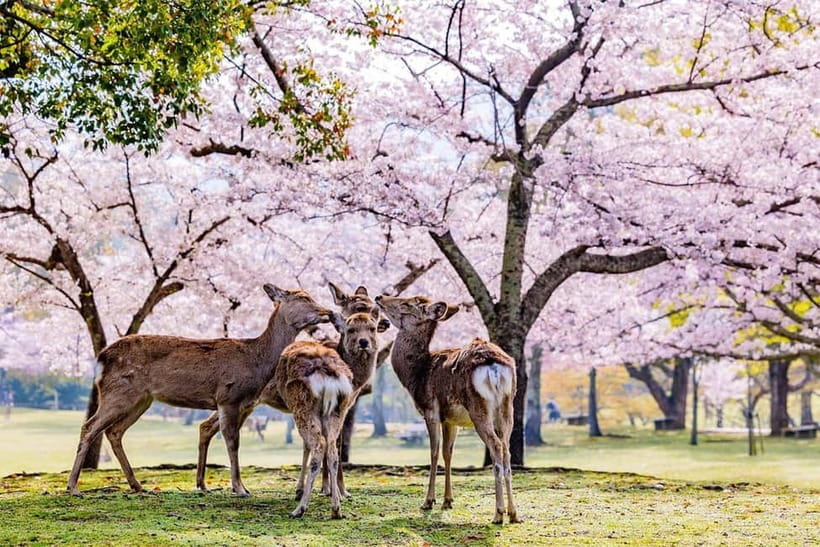 From Osaka: Nara Deer & Kyoto Kiyomizudera Sightseeing Tour - Value for $69: Transport and Parking Are Included, Tickets Cost Extra