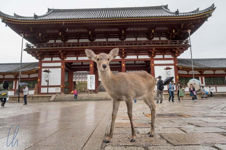From Osaka: Nara, Kiyomizu-dera & Fushimi Inari Trip - Key Highlights You’ll Actually Feel