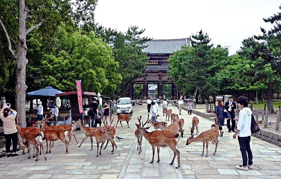 From Osaka: Nara, Kiyomizu-dera & Fushimi Inari Trip - Deer, Temples, and Torii in One Long Day From Osaka