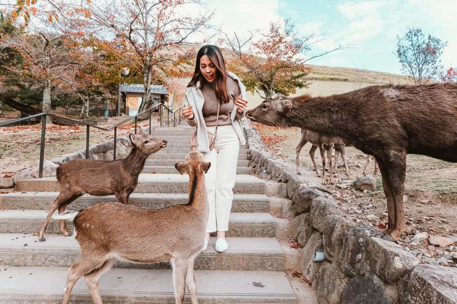 From Osaka: Nara, Kiyomizu-dera & Fushimi Inari Trip - Nara Park: Free-Roaming Deer and the Art of Staying Calm