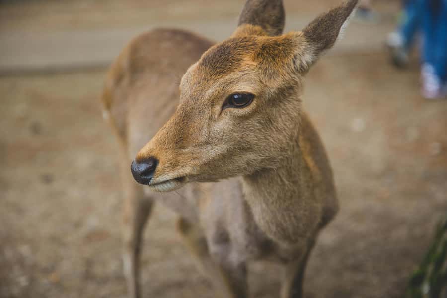 From Osaka: Nara, Kiyomizu-dera & Fushimi Inari Trip - What to Bring, What to Wear, and How to Avoid Day-Trip Regrets