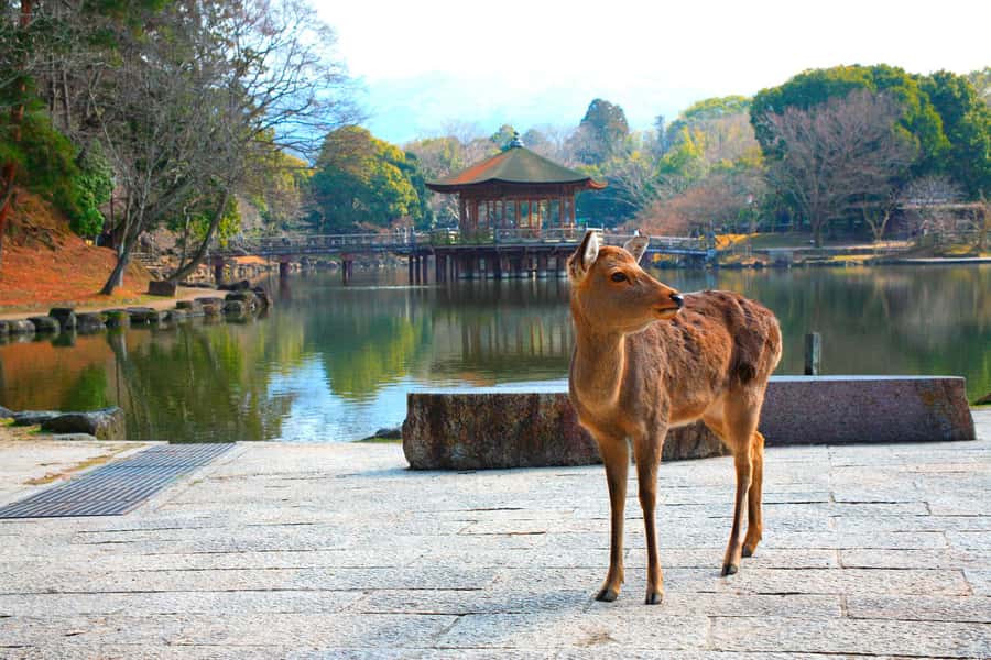 From Osaka: Nara, Kiyomizu-dera & Fushimi Inari Trip - Meeting Point in Osaka Mode Gakuen, and How to Start Smoothly