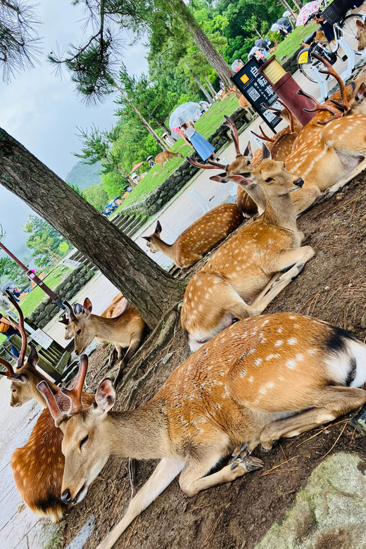 From Osaka: Nara Private Tour with Meet-Up at Your Hotel - Key Highlights You’ll Feel Right Away