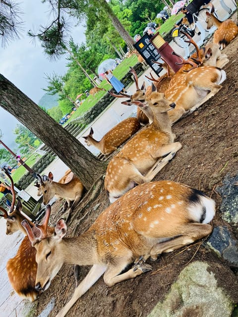 From Osaka: Nara Private Tour with Meet-Up at Your Hotel - Nara Park Deer: Fun, Plus a Little Finesse