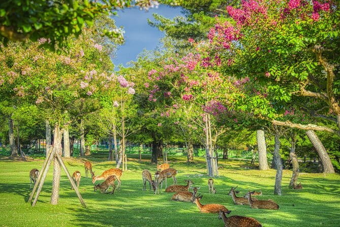 From Osaka or Kyoto: Kyoto and Nara 1-Day Bus Tour - How the Kyoto and Nara one-day bus schedule really feels