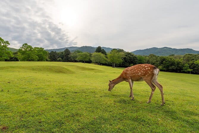 From Osaka or Kyoto: Kyoto and Nara 1-Day Bus Tour - Arashiyama Bamboo Grove and the Kyoto west-side highlights