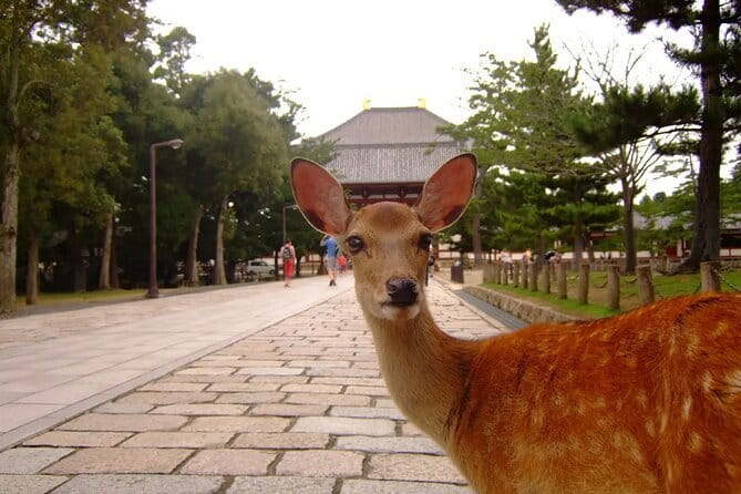 From Osaka or Kyoto: Kyoto and Nara 1-Day Bus Tour - Guides make or break the experience, so watch for the right vibe