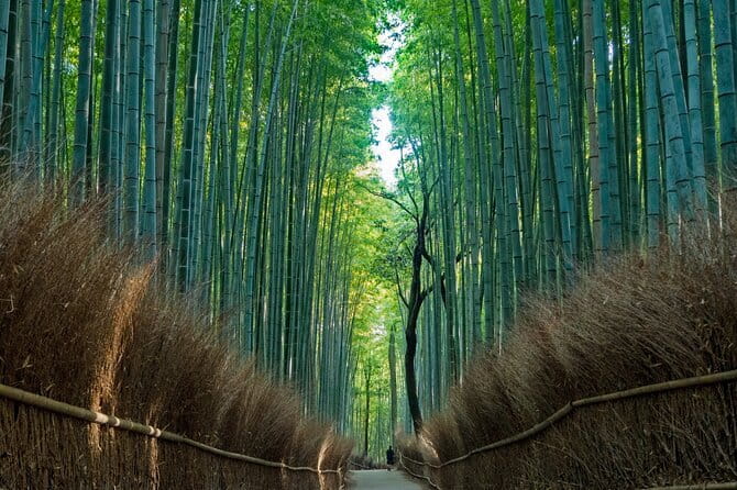 From Osaka or Kyoto: Kyoto and Nara 1-Day Bus Tour - Nara Park and Todai-ji: deer encounters plus a huge wooden wow-factor