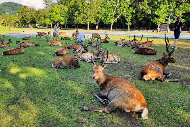 Full Day Guided Tour to Nara from Osaka by Van - Kasuga Grand Shrine: Deer Moments and the 20-Year Rebuild Tradition