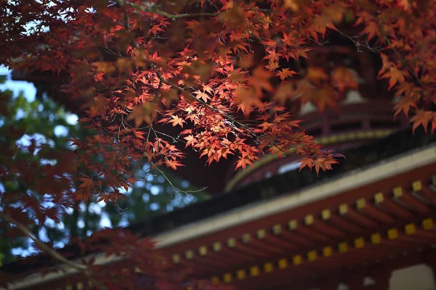 Koyasan: A Mysterious Meditation Journey - Timing, walking, and seasonal notes that can change your day