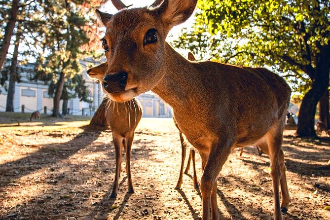 Kyoto and Nara Day Tour From Osaka with Deer Sightings - Kiyomizudera Temple Visit: Why the 3 Hours Matter