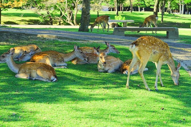 Kyoto and Nara UNESCO Highlights Full-day Tour From Osaka - One-Day Kyoto and Nara: What You’re Really Buying
