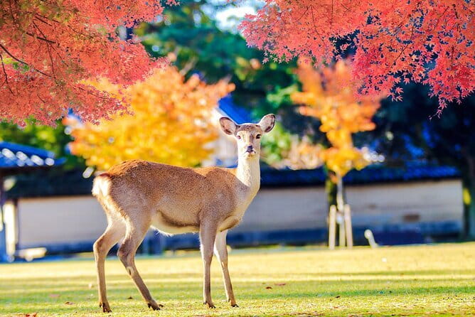Kyoto and Nara UNESCO Highlights Full-day Tour From Osaka - Kiyomizu-dera at Mid-Morning: Walks, Views, and Extra Entrance