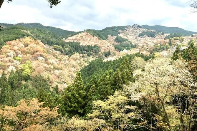 Kyoto One Day Sightseeing Tour from Osaka or Kyoto - Senbon Torii at Fushimi Inari: the walking moment you’ll remember