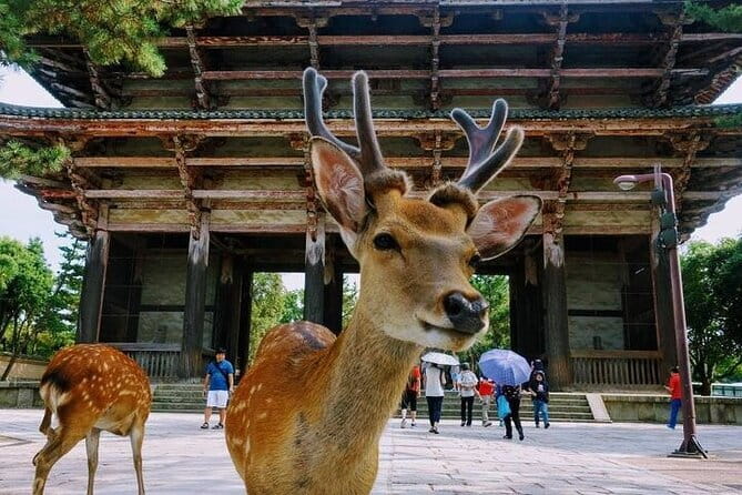 Nara Day Trip from Osaka with a Licensed Guide - Kasuga Taisha: The Sacred Shrine Stop With Real Time to Wander