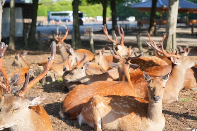 Nara Early Morning Tour (Osaka Departure Option) - Key Highlights You Should Care About
