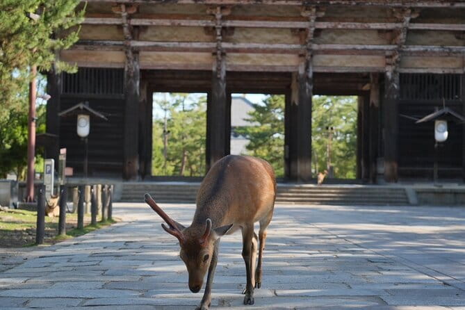 Nara Early Morning Tour (Osaka Departure Option) - Kofuku-ji Temple: The Pagoda You’ll Remember