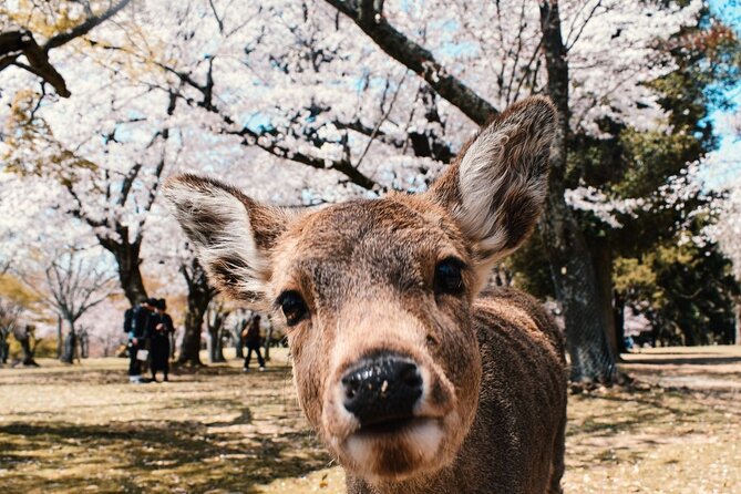 Nara : Private Day Walking Tour (From Osaka/Kyoto Possible) - Key things to know before you go