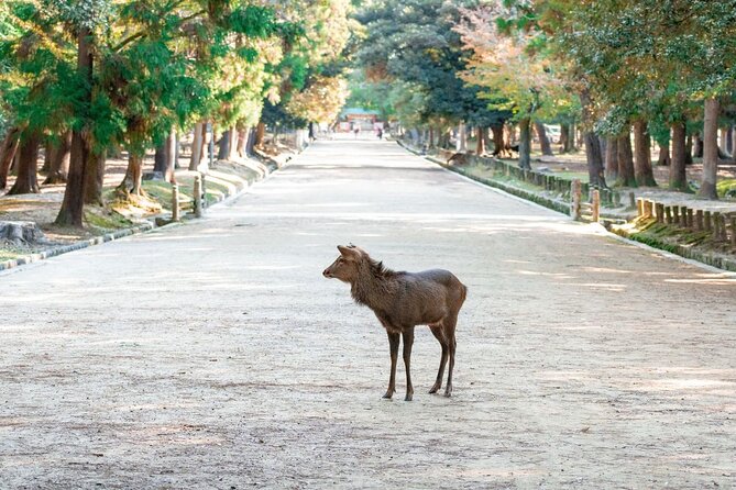 Nara : Private Day Walking Tour (From Osaka/Kyoto Possible) - A private, customizable Nara walk that actually makes sense