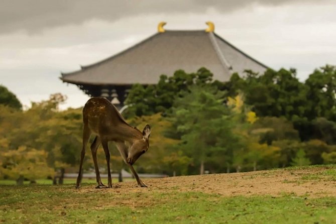 Nara Private Tour by Public Transportation from Osaka - Todai-ji Temple: The Great Buddha Hall and Why It’s the Headliner
