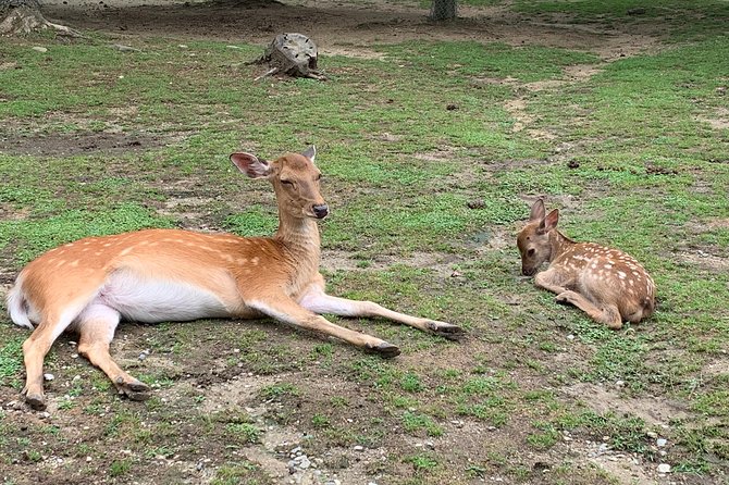 Nara private tour (Shore excursion available from Osaka or Kobe port) - Nara Park: cracker feeding time, with a short and sweet reality check