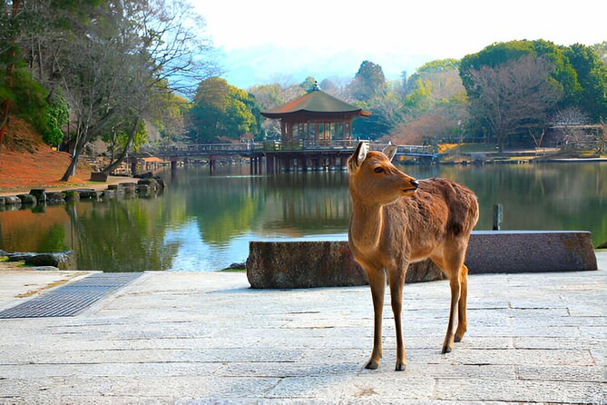 Nara Private Tour with Pick and Drop and English Speaking Driver - Price and what you really get for the money
