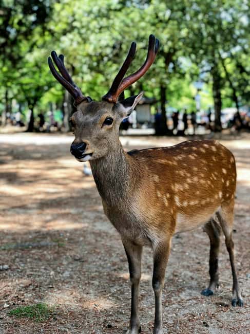 Osaka and Nara Customized Private tour with English Driver - Timing tips for a calmer, less-stress day