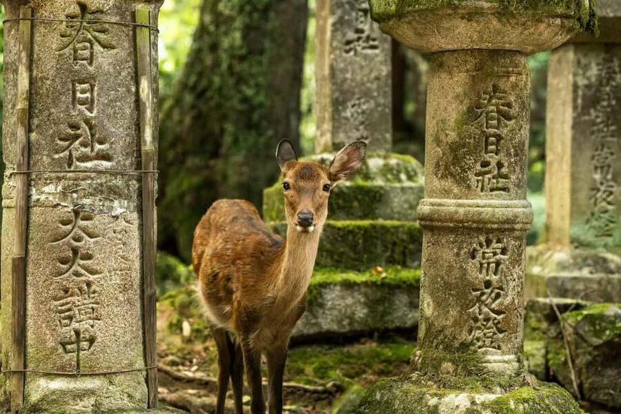 Osaka and Nara Customized Private tour with English Driver - Meeting your English driver and keeping the day efficient