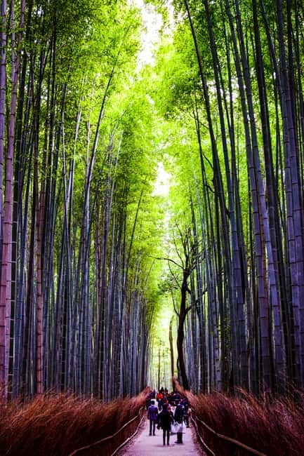 Osaka: Kyoto and Nara Private Day Trip - Quick take: the best parts of this Osaka to Kyoto and Nara day