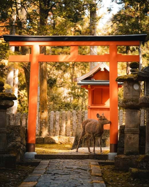 Osaka: Kyoto and Nara Private Day Trip - Nara Park deer and Tōdai-ji’s 15-meter Great Buddha
