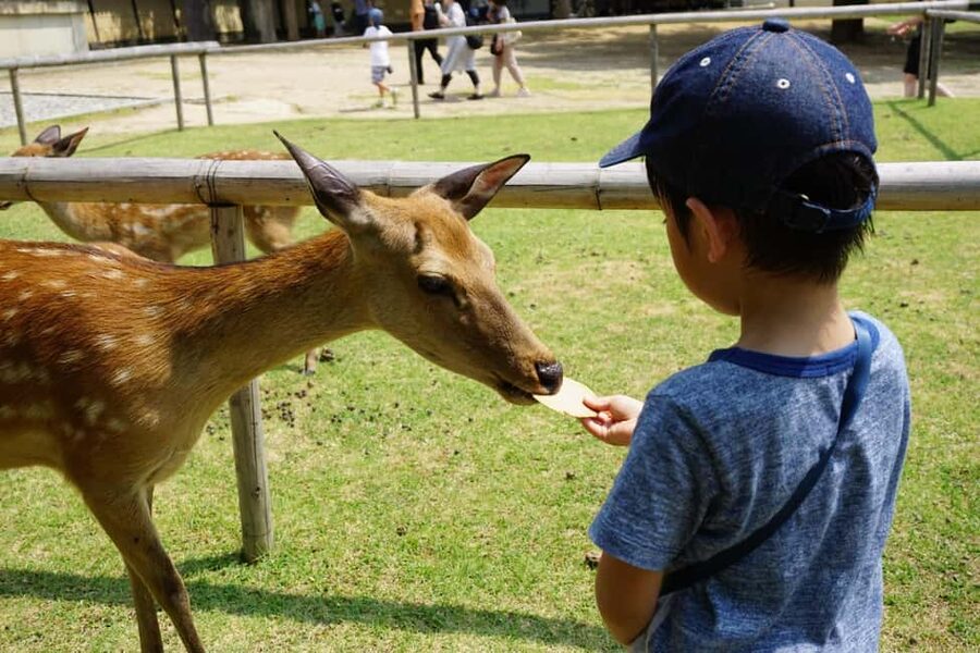Osaka/Kyoto: Arashiyama, Nara Park, Fushimi Shrine Tour - Who This Tour Suits Best